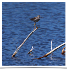 Lesser Yellowlegs - Perched